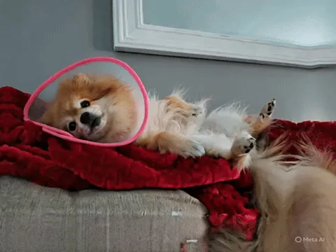 Ảnh GIF chú chó thư giãn trên ghế sofa chuyển động bởi Meta AI