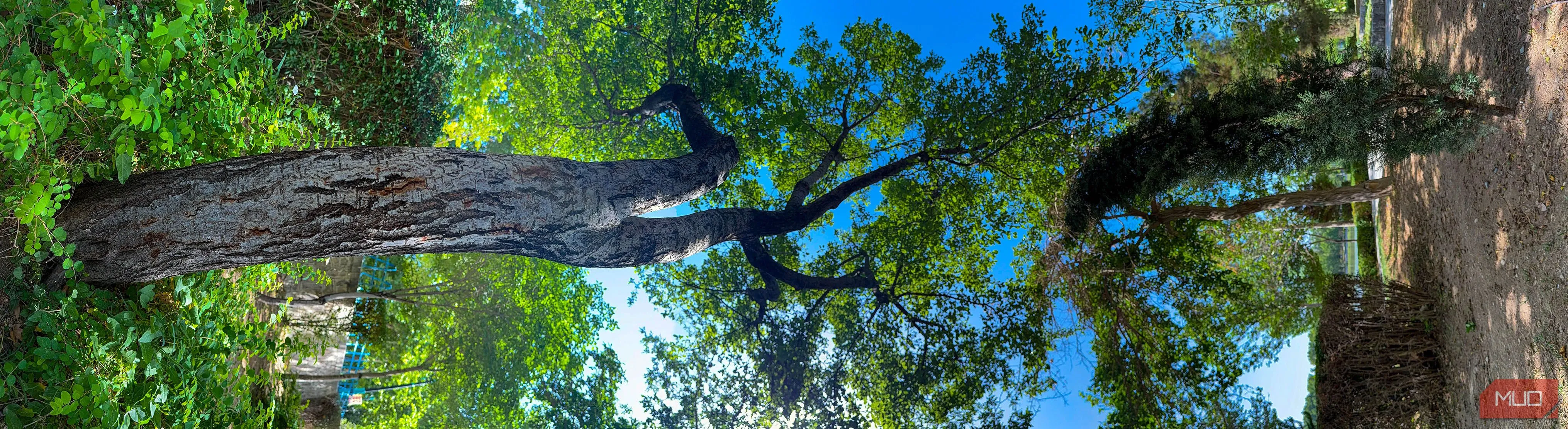 Bức ảnh panorama dọc độc đáo của cây cối trong công viên sau khi được xoay ngang để tạo hiệu ứng nghệ thuật