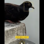 Giao diện chế độ Chân dung (Portrait Mode) với lựa chọn Ánh Sáng Tự Nhiên trên iPhone