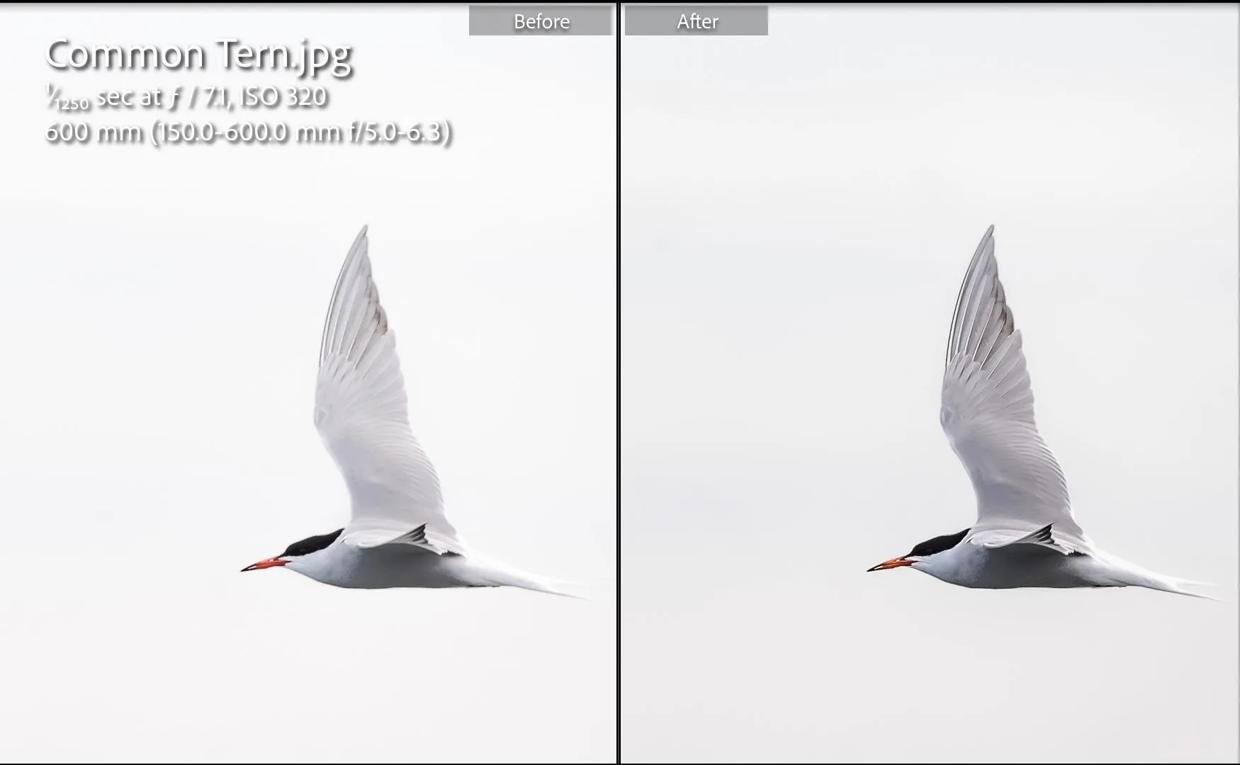 So sánh ảnh chim trước và sau khi áp dụng các chỉnh sửa theo gợi ý của ChatGPT trong Adobe Lightroom.